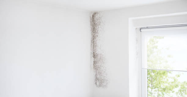 Best Emergency Mold Remediation  in Paintsville, KY
