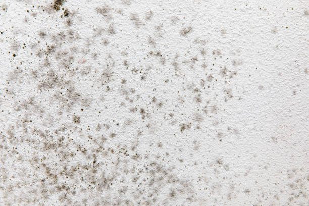 Best Commercial Mold Inspection  in Paintsville, KY